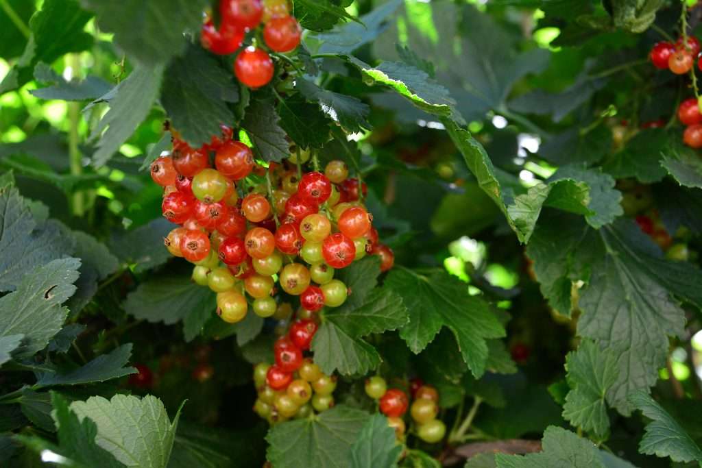 A branch of Red Currant on a Bush with ripening berries