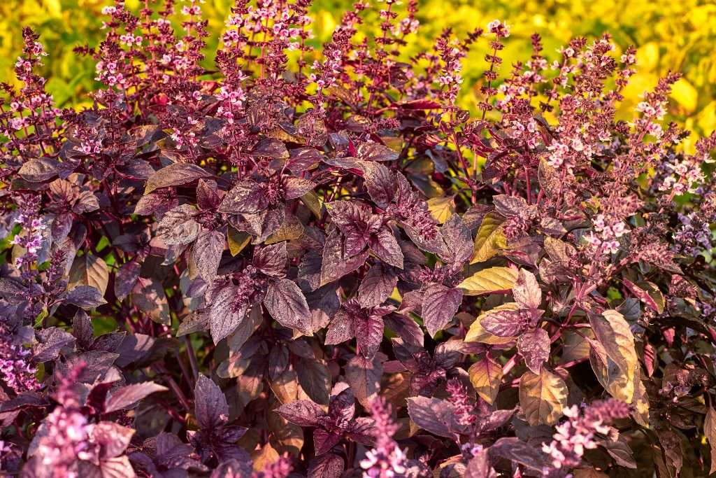 Ocimum, Purple basil. Red bright rubin basil Ocimum basilicum Lamiaceae family