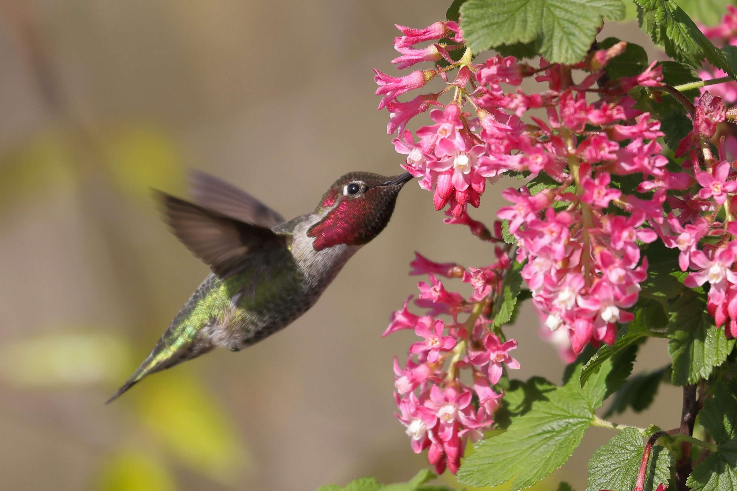 humming bird