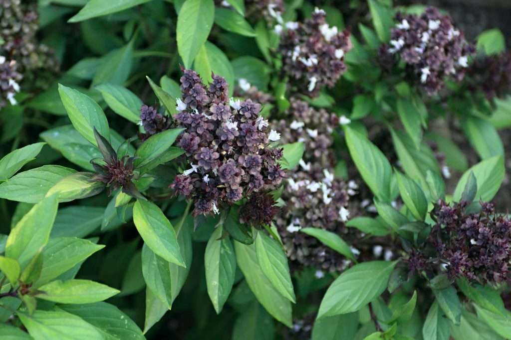 Flowering basil, lat. Ocimum basilicum, var. Siam Queen in the garden. Bright green basil leaves around bouquet of purple leaves and white flowers.