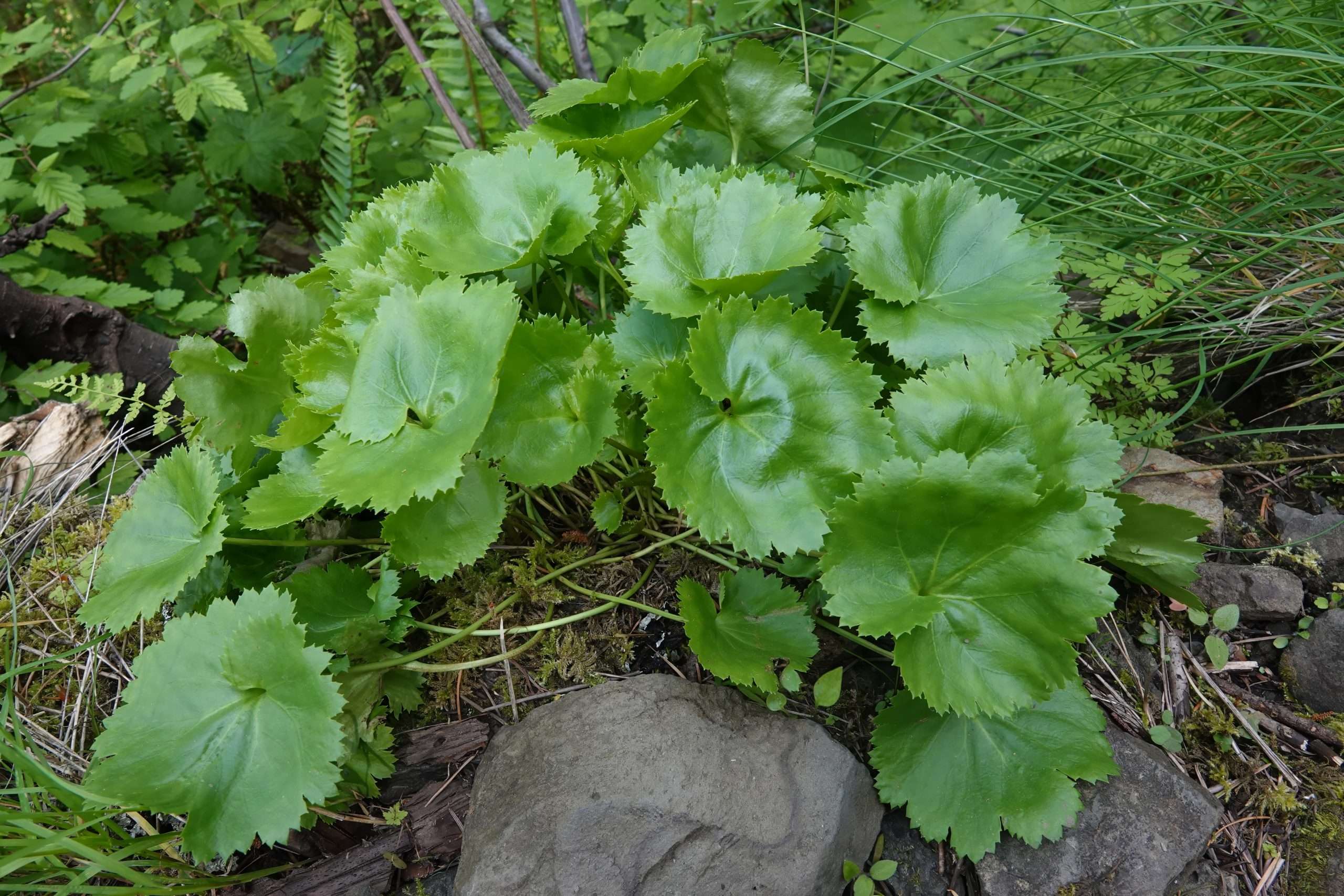 Synthyris Reniformis
