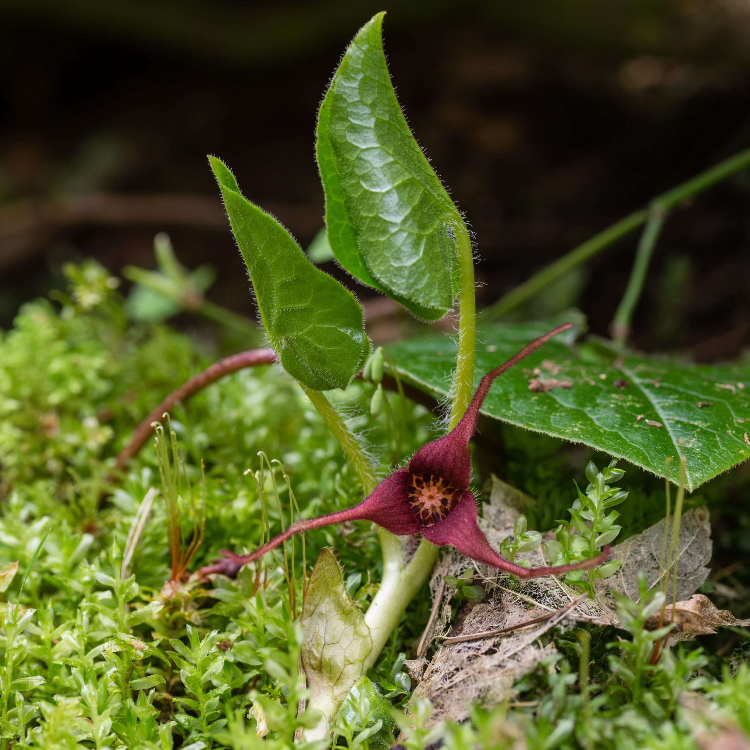 Wild Ginger Asarum Caudatum