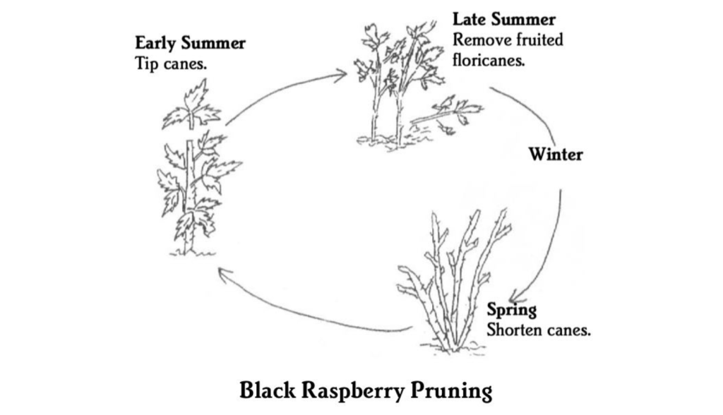 black raspberry pruning