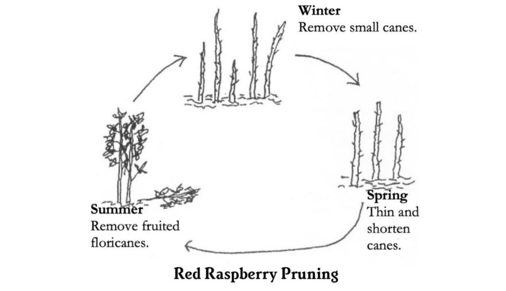 red raspberry pruning