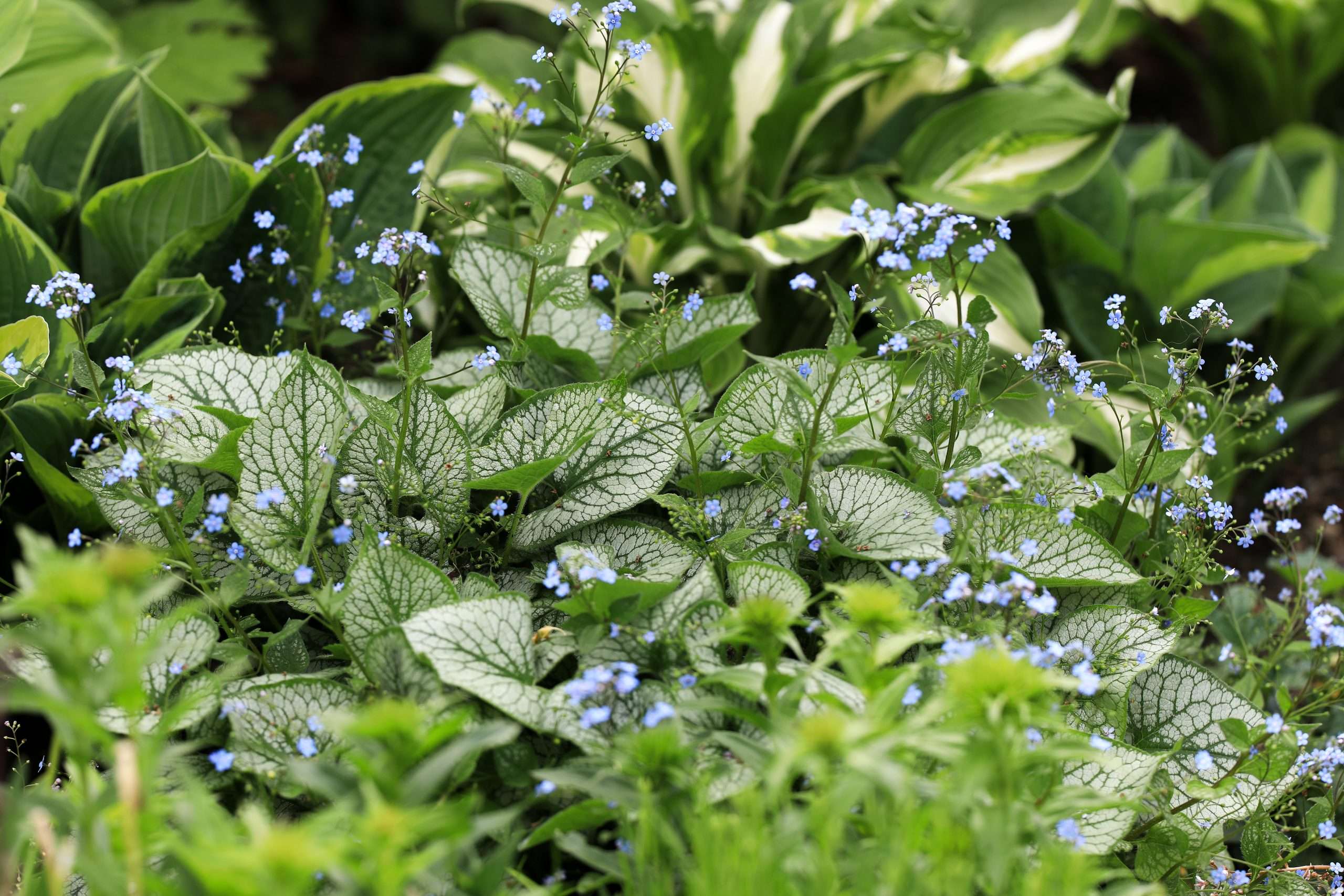 Brunnera Macrophylla