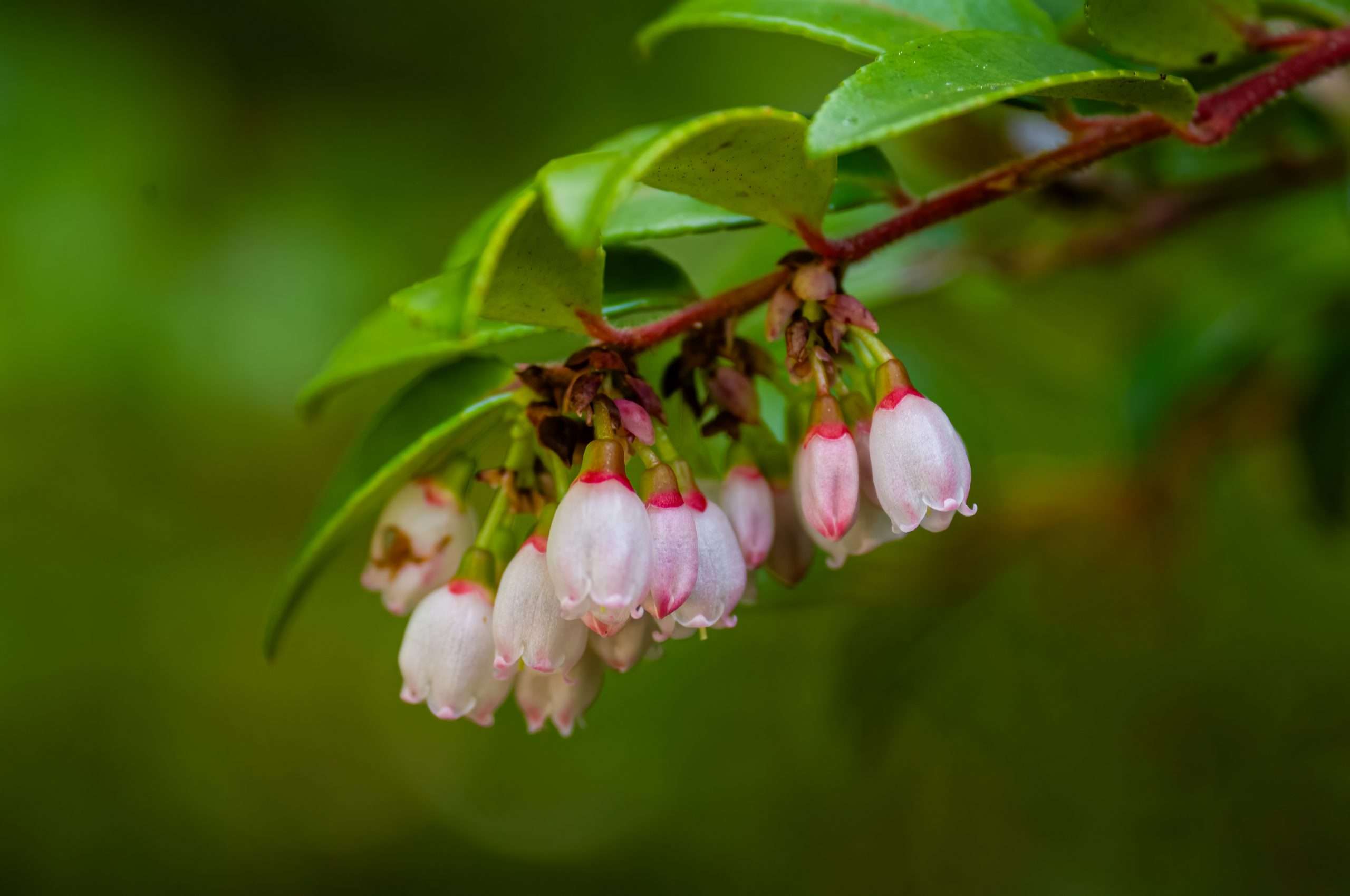 Evergreen Huckleberry Flowers Vaccinium