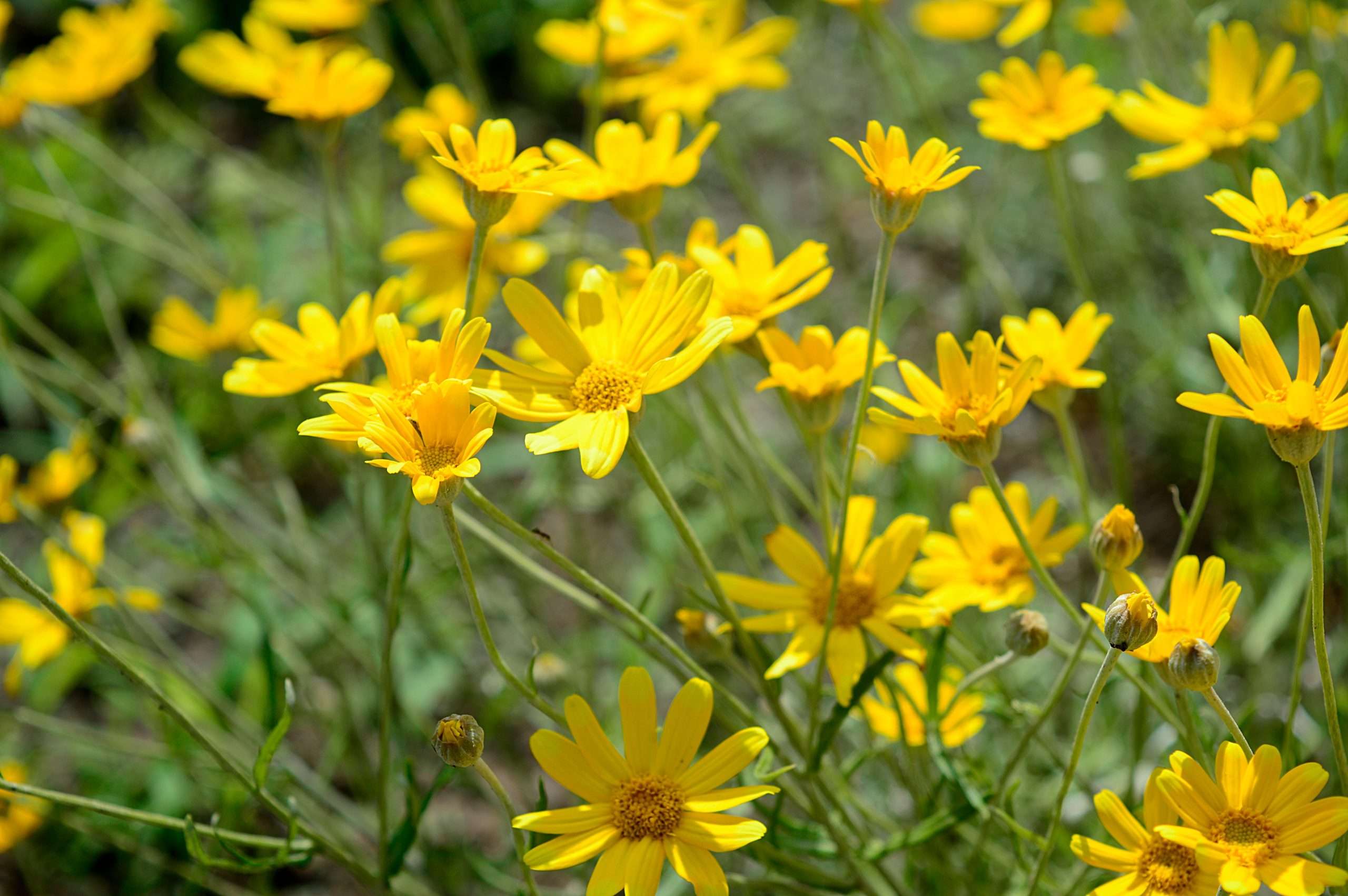 Oregon Sunshine Eriophyllum Lanatum