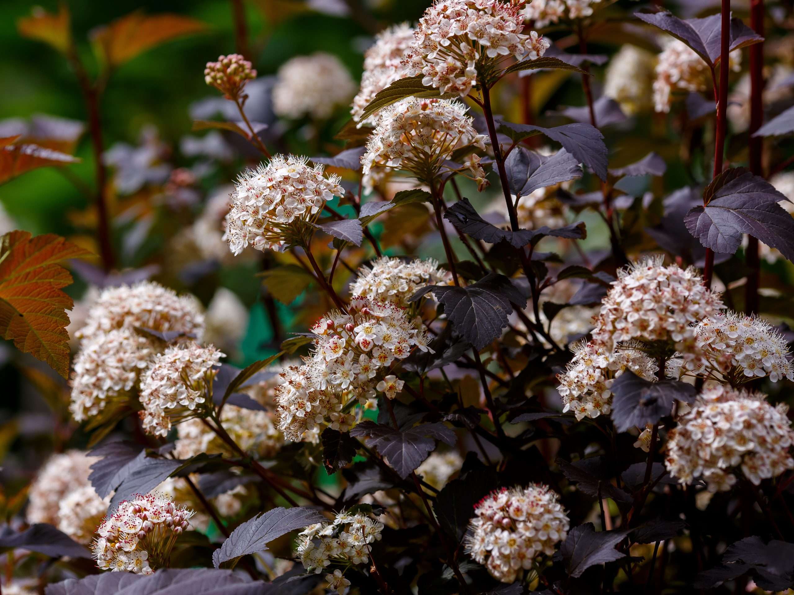 Physocarpus Opulifolius Diablo