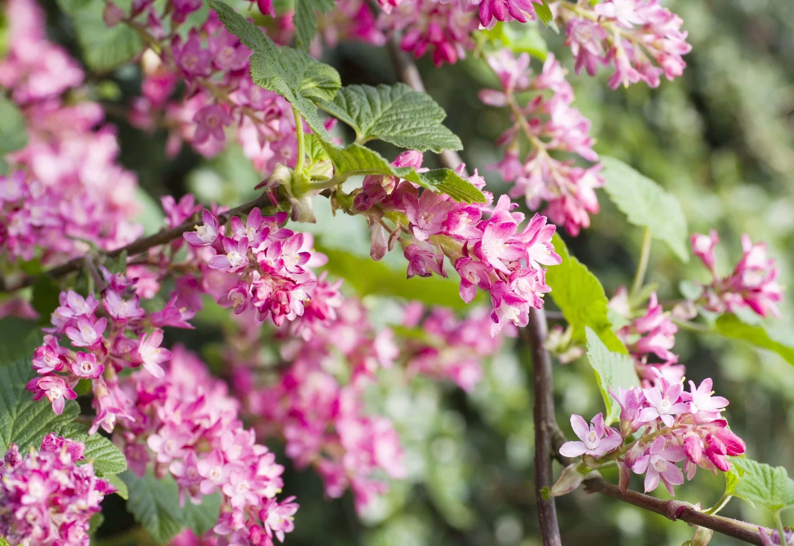 Ribes sanguineum (flowering currant or red-flowering currant) is a species of flowering plant in the family Grossulariaceae, native to western coastal North America from central British Columbia south to central California.