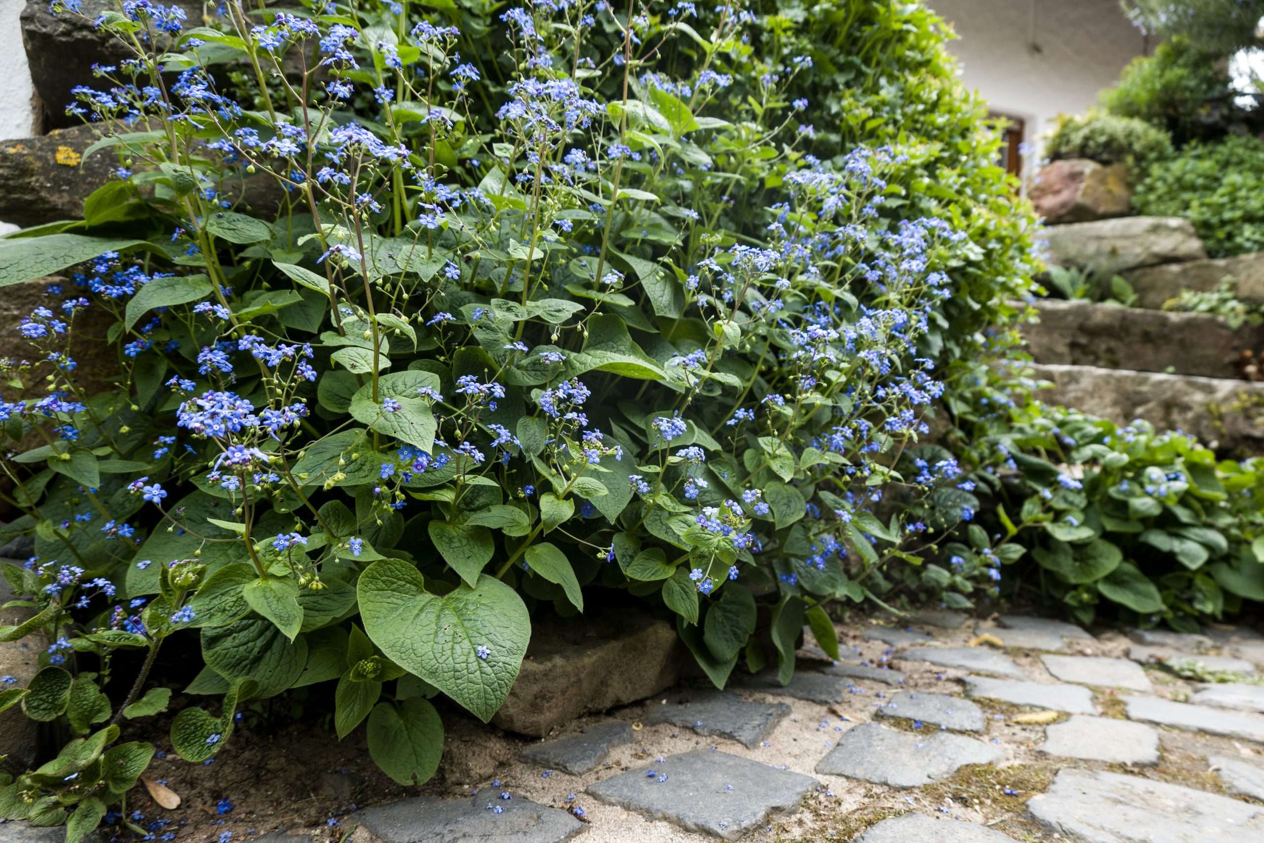 Brunnera Macrophylla