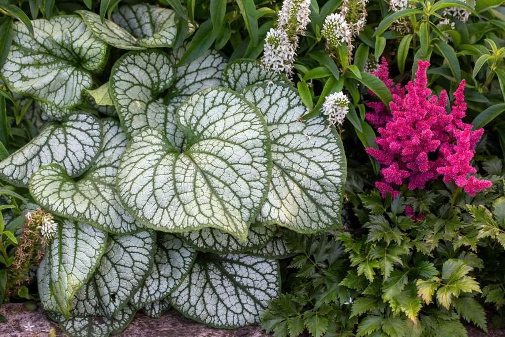 Brunnera Macrophylla