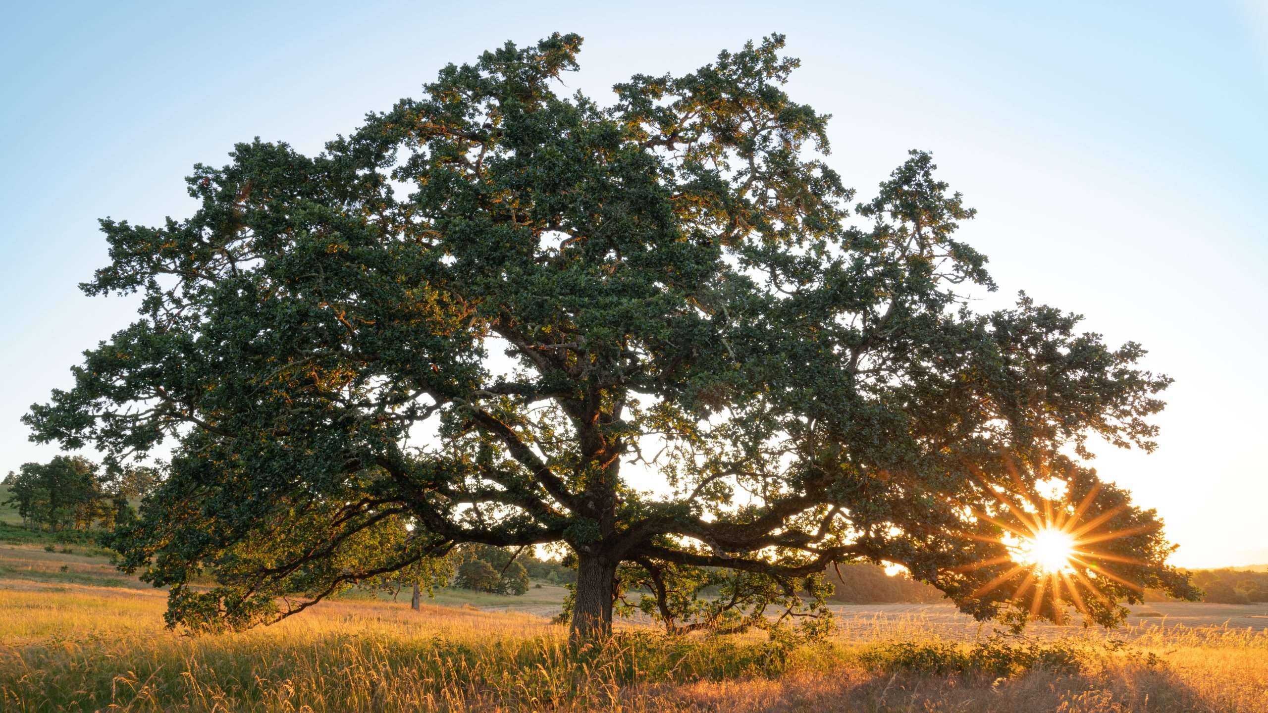 Garry Oak Oregon White Oak Quercus Garryana