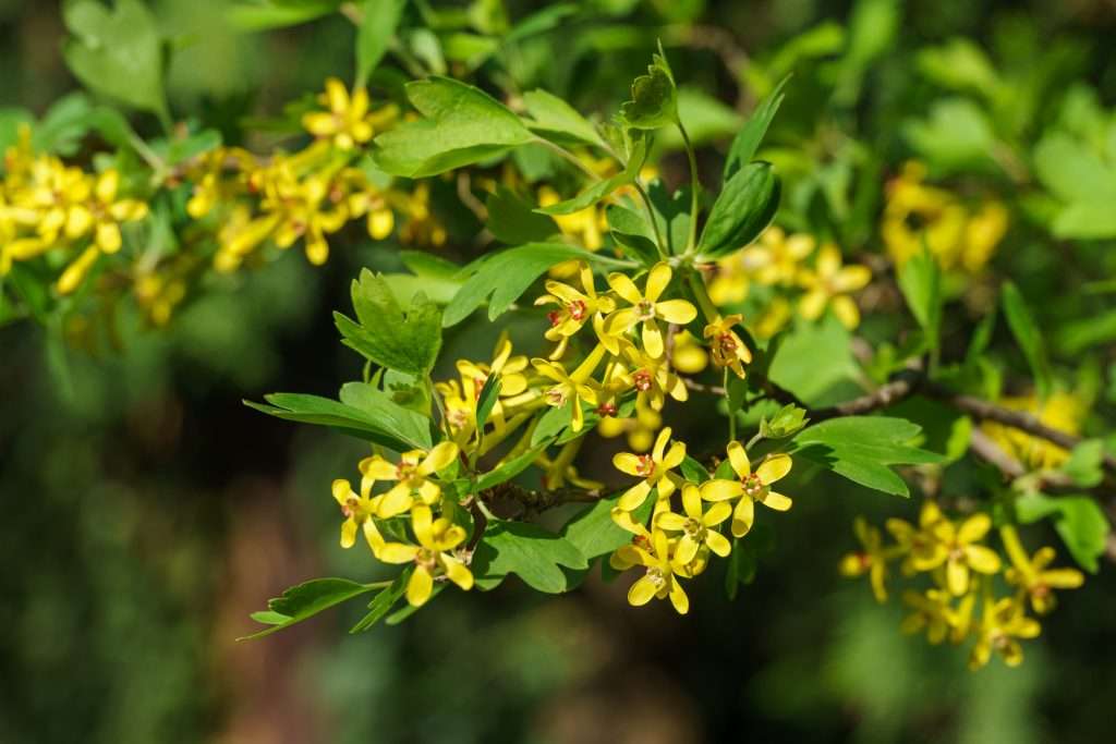 Golden Currant Ribes Aureum