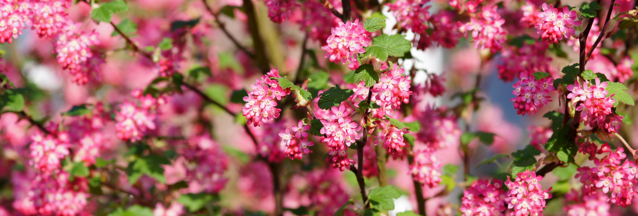Red Flowering Currant Ribes Sanguineum