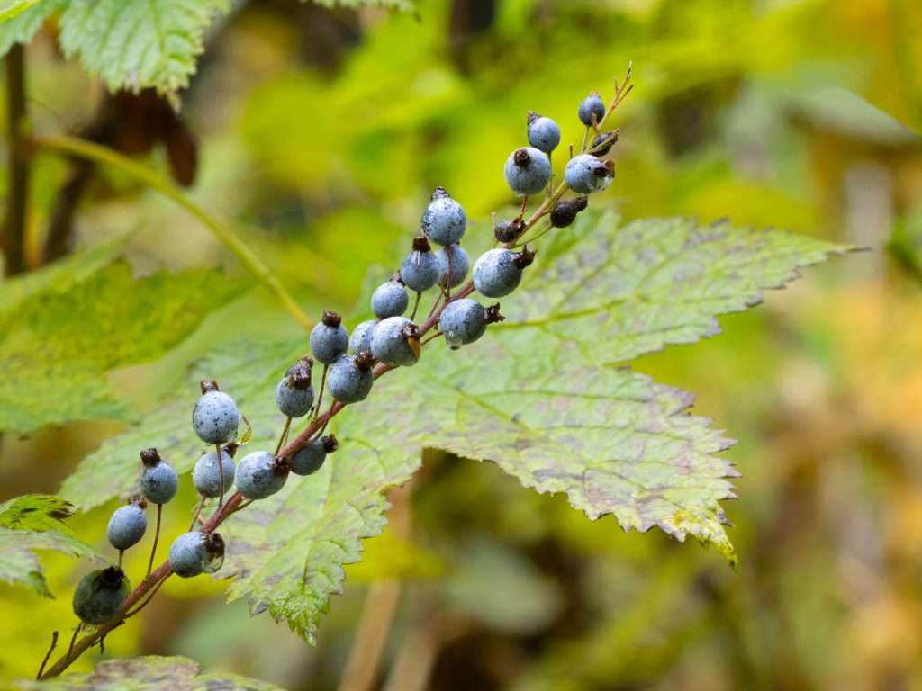 Stink Currant Ribes Bracteosum