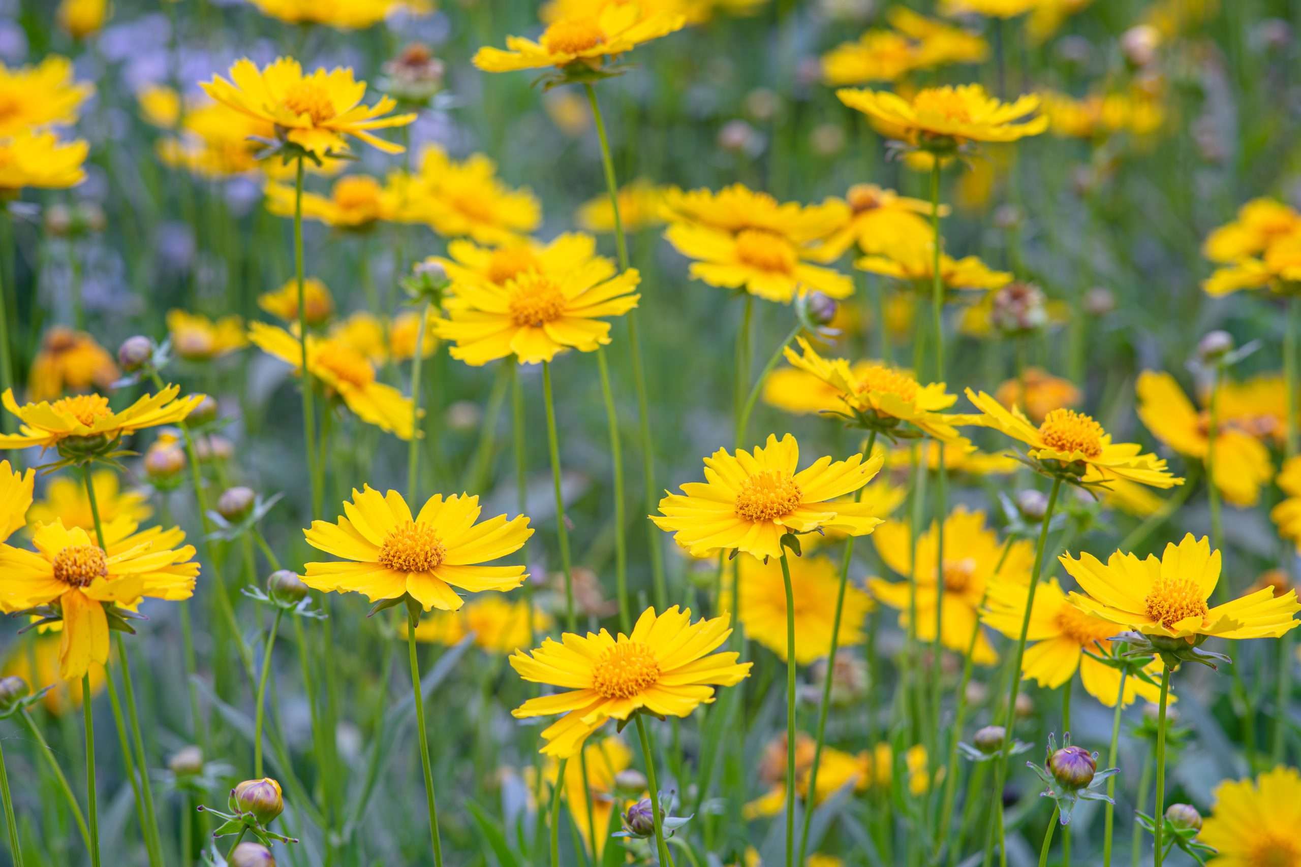 Field of yellow flower Coreopsis lanceolata, Lanceleaf Tickseed or Maiden's eye blooming in summer. Nature, plant, floral background. Garden, lawn of lance leaved Coreopsis in bloom