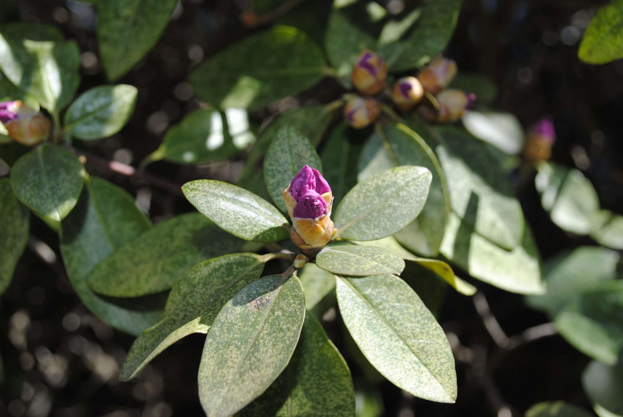 Azalea Lace Bug