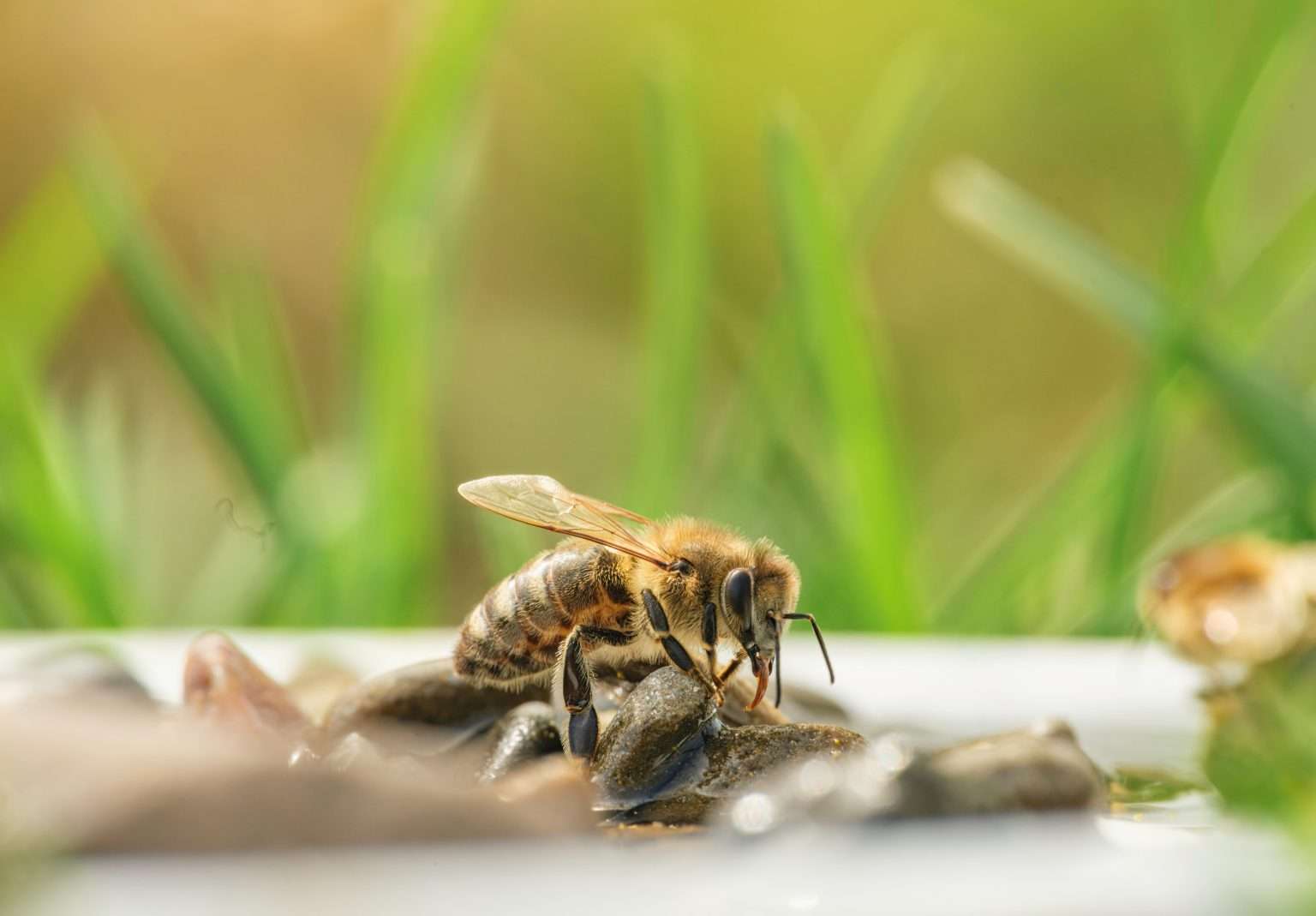 Bee Friendly Practices