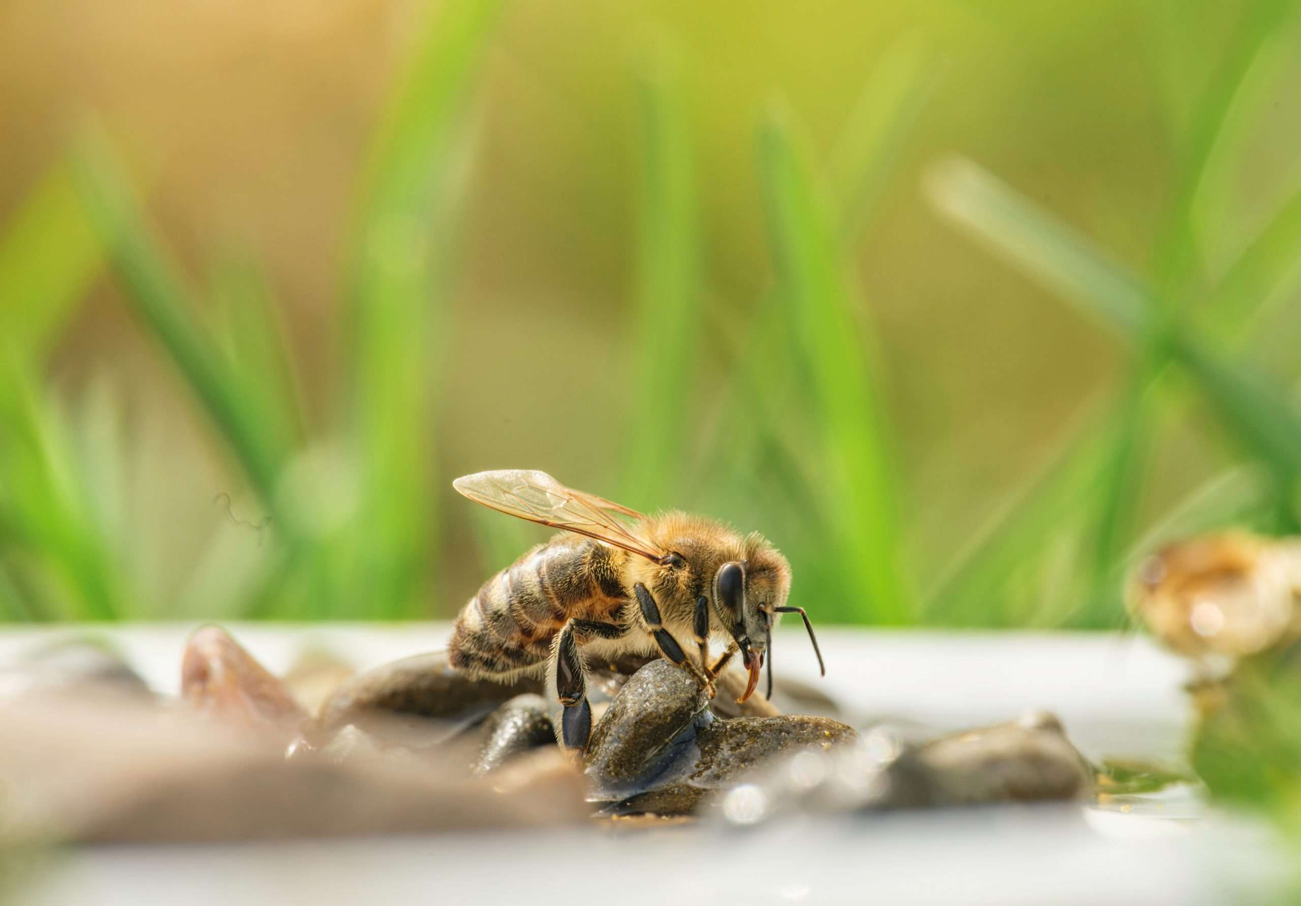 Bee Friendly Practices