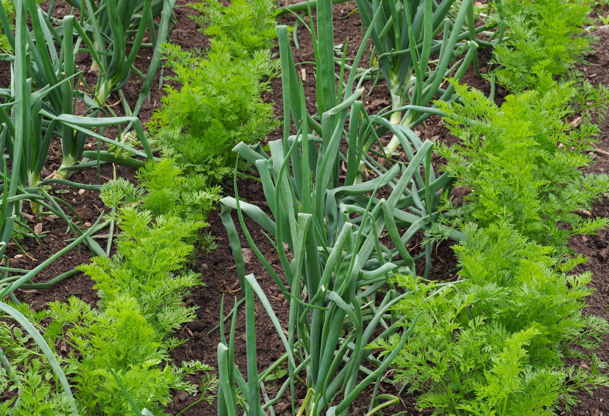 Companion Planting