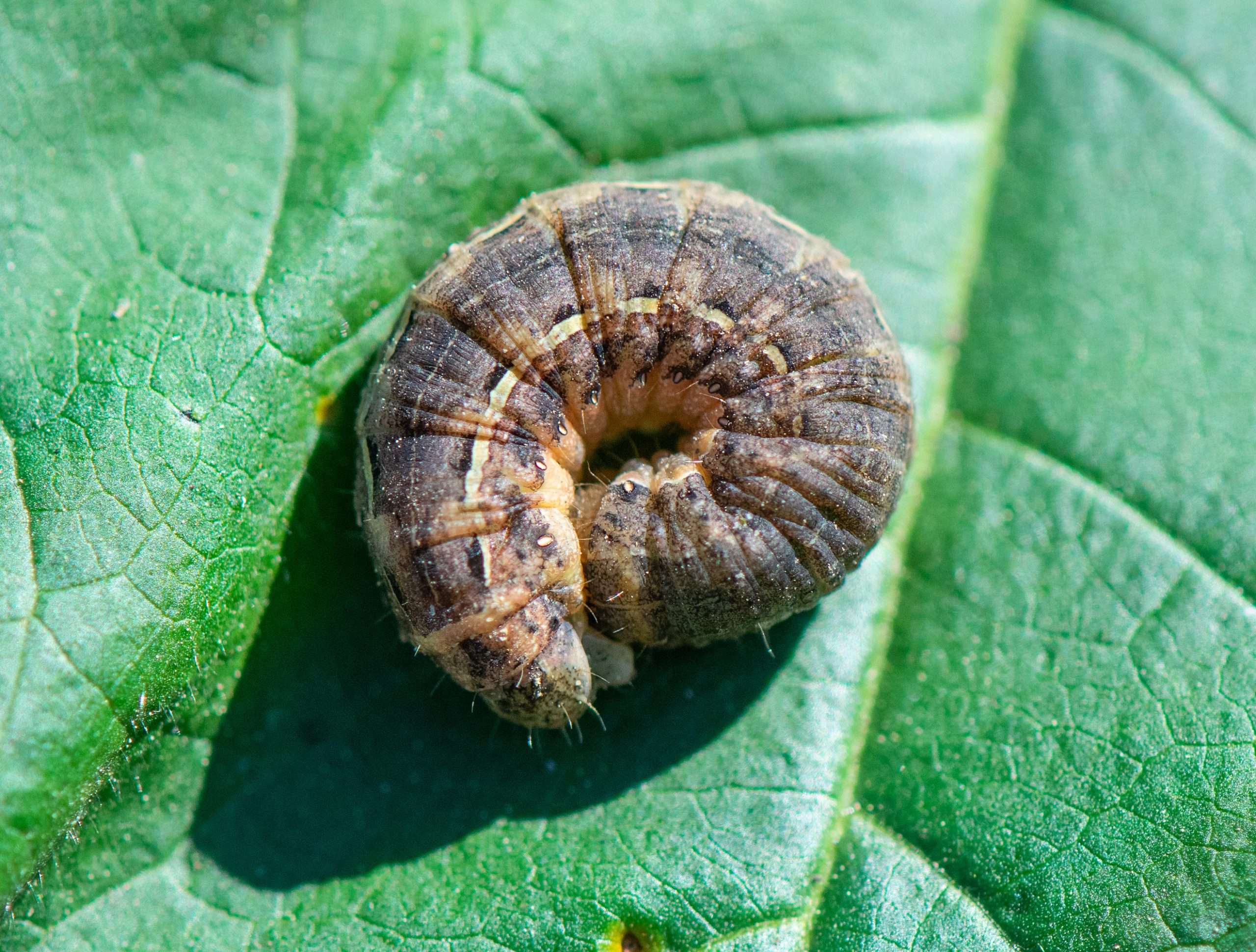 Cutworm