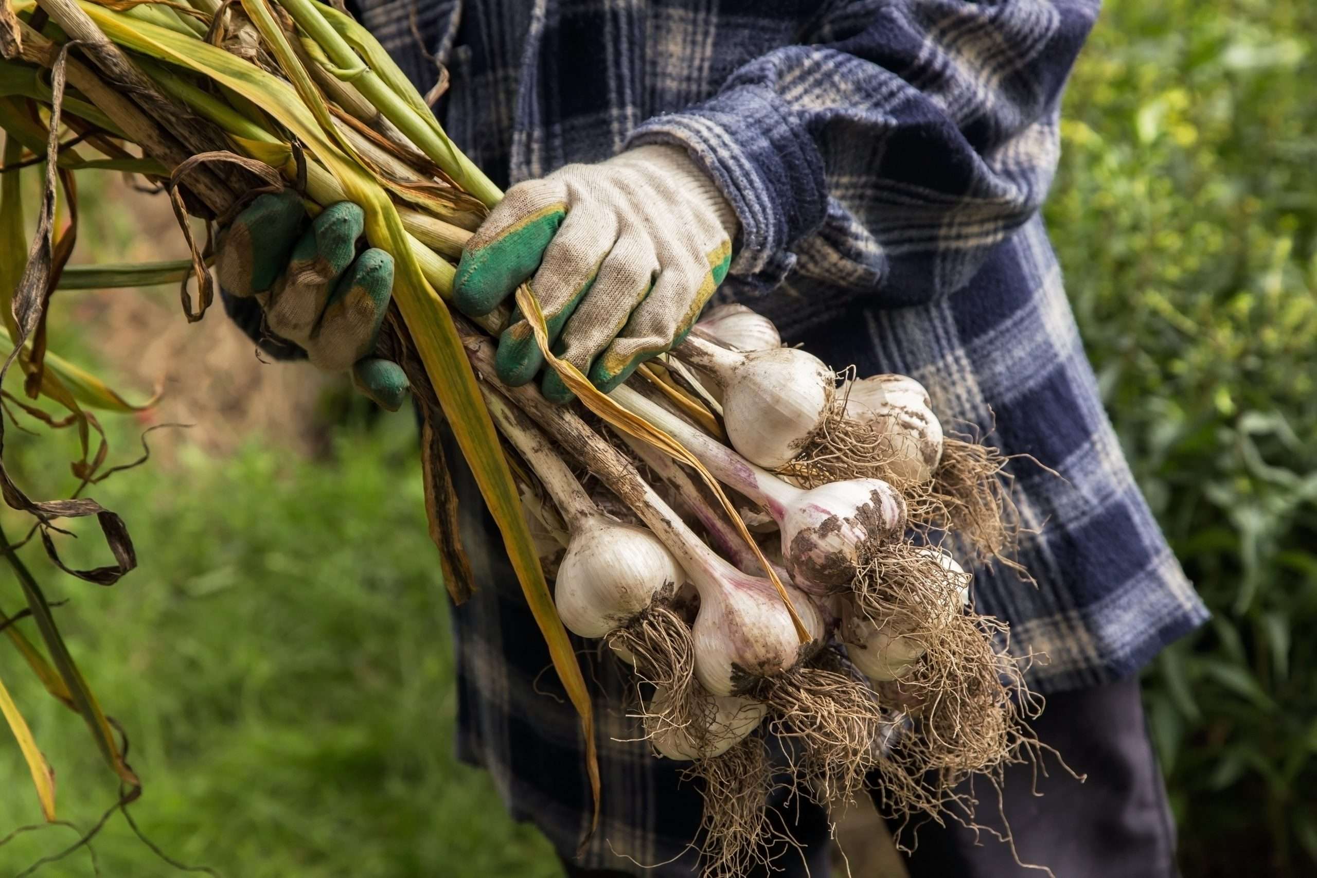 Garlic
