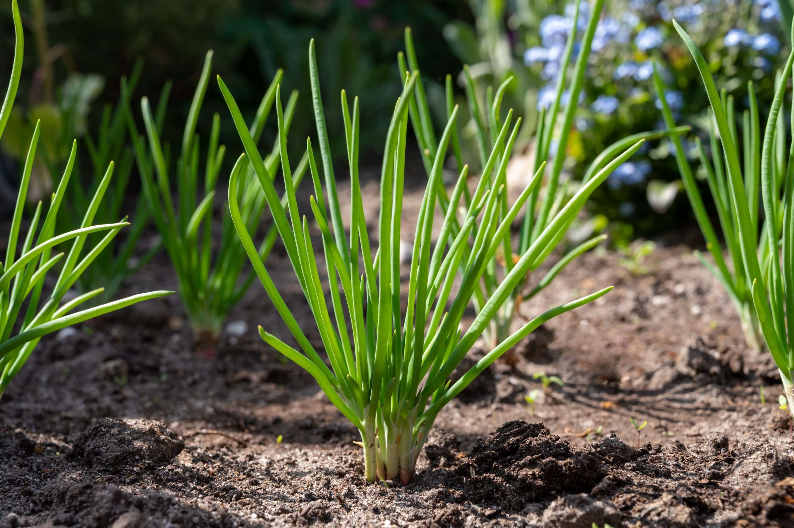 Shallots